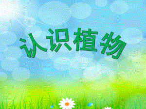 幼儿园《认识植物》PPT课件认识植物.pptx