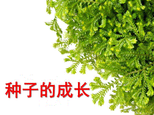 中班科学《种子的成长》PPT课件种子的成长.ppt