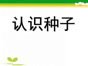 中班科学《认识种子》PPT课件教案幼儿中班认识种子.ppt
