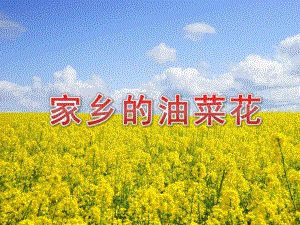 小班科学《家乡的油菜花》PPT课件教案PPT课件.pptx