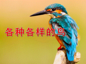 中班科学《各种各样的鸟》PPT课件教案PPT课件.ppt