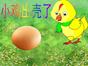 中班科学《小鸡出壳了 》PPT课件教案小鸡出壳.ppt