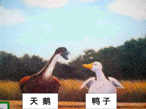 一根羽毛也不能动 PPT+教案视频专用PPT课件.ppt