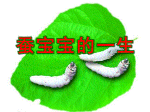 蚕宝宝的一生PPT课件教案图片蚕宝宝——蚕的一生.pptx