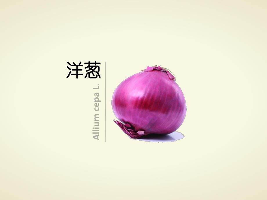 可爱的洋葱头PPT课件教案洋葱.ppt_第2页