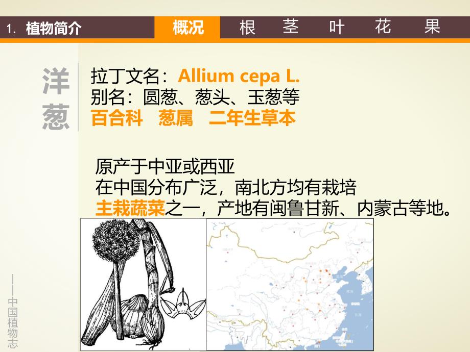 可爱的洋葱头PPT课件教案洋葱.ppt_第3页