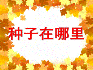 种子在哪里PPT课件教案图片ppt课件.pptx