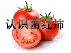 中班健康《认识西红柿》PPT课件教案中班科学活动：认识西红柿.ppt