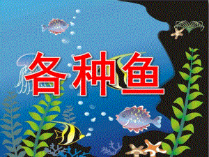 幼儿园各种鱼PPT课件教案幼儿园各种鱼.pptx