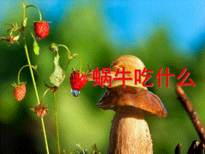 中班科学活动《蜗牛吃什么》PPT课件教案蜗牛吃什么.ppt