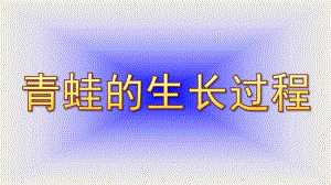 中班科学活动《青蛙的生长过程》PPT课件中班-科学-青蛙的生长过程.ppt