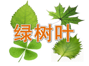 中班语言活动《绿树叶》PPT课件教案PPT课件.ppt