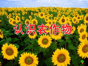 大班语言《认识农作物》PPT课件幼儿园大班语言《认识农作物》.ppt