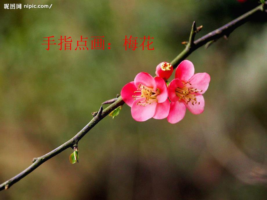 中班绘画活动《(手指点画)梅花》PPT课件中班绘画活动(手指点画)手:梅花.ppt_第2页