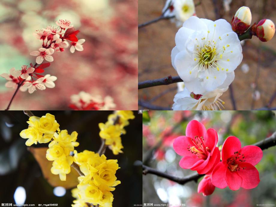 中班绘画活动《(手指点画)梅花》PPT课件中班绘画活动(手指点画)手:梅花.ppt_第3页