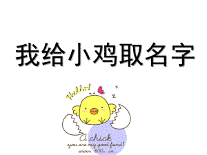 小班语言《我给小鸡取名字》PPT课件教案我给小鸡取名字.ppt