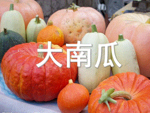 学前班美术《大南瓜》PPT课件教案学前班美术下册-大南瓜.ppt