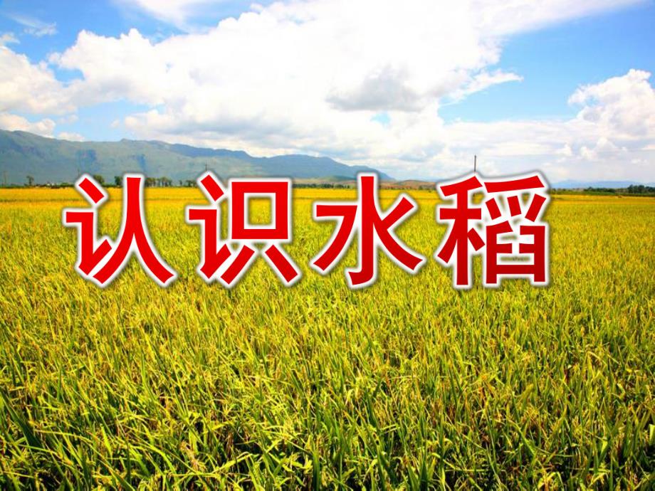 大班科学《认识水稻》PPT课件教案大班科学:认识水稻.ppt_第1页
