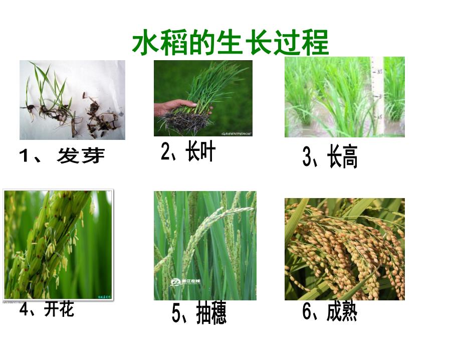 大班科学《认识水稻》PPT课件教案大班科学:认识水稻.ppt_第3页