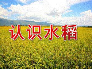 大班科学《认识水稻》PPT课件教案大班科学：认识水稻.ppt