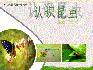 大班科学《认识昆虫》PPT课件教案幼儿园大班科学活动——认识昆虫.ppt
