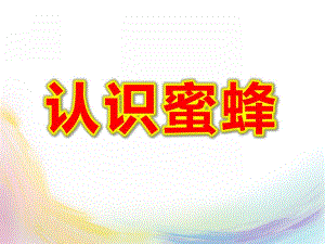 大班科学课件《认识蜜蜂》PPT课件教案认识蜜蜂课件.ppt