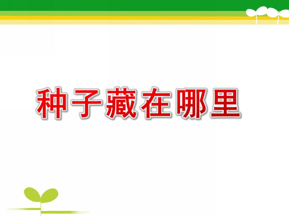 大班科学《种子藏在哪里》PPT课件教案种子藏在哪里.ppt_第1页