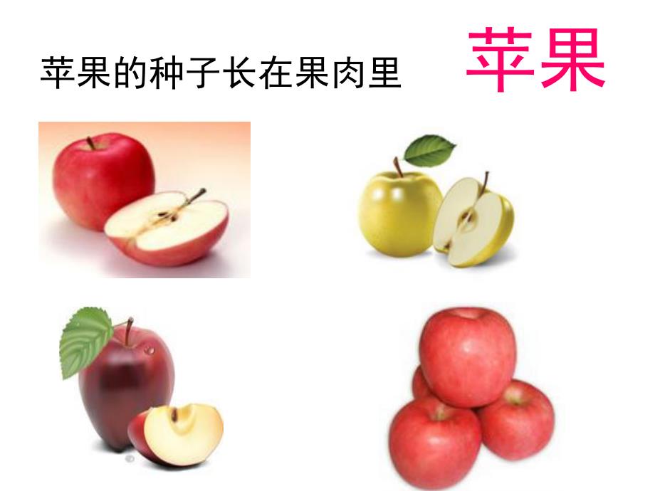 大班科学《种子藏在哪里》PPT课件教案种子藏在哪里.ppt_第3页