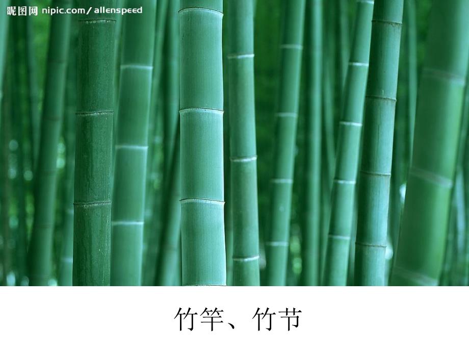大班美术《竹》PPT课件大班美术:竹.ppt_第3页