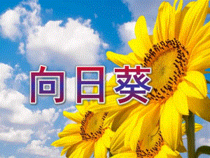 大班美术活动《向日葵》PPT课件教案大班美术向日葵.ppt
