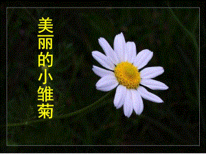 大班美术《美丽的小雏菊》PPT课件教案大班美术《美丽的小雏菊》微课件.ppt