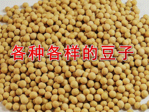 幼儿园科学《各种各样的豆子》PPT课件教案各种各样的豆子.ppt