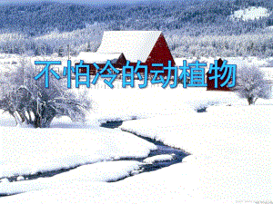 小班科学活动《不怕冷的动植物》PPT课件小班科学活动《不怕冷的动植物》PPT课件.ppt