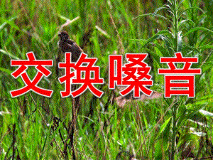 小班故事《交换嗓音》PPT课件教案.ppt