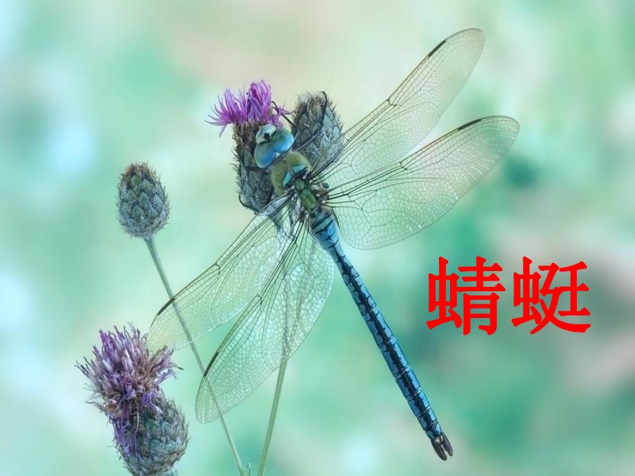 大班科学活动《蜻蜓和豆娘》PPT课件大班科学活动《蜻蜓和豆娘》PPT课件.ppt_第2页