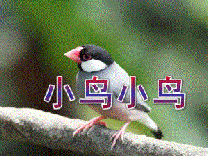 大班音乐《小鸟小鸟》PPT课件教案小鸟小鸟课件.ppt