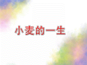 大班科学《小麦的一生》PPT课件教案小麦的一生大班.ppt