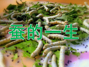 大班科学《蚕的一生》PPT课件教案PPT课件.ppt