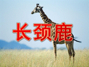 幼儿园简笔画《长颈鹿》PPT课件简笔画长颈鹿.ppt