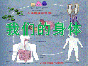 大班《我们的身体》PPT课件教案PPT课件.ppt