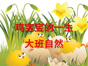 大班科学常识《鸡宝宝的一生》PPT课件.ppt
