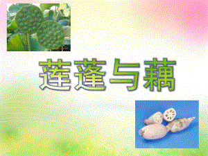 大班科学《莲蓬与藕》PPT课件教案莲蓬与藕.ppt