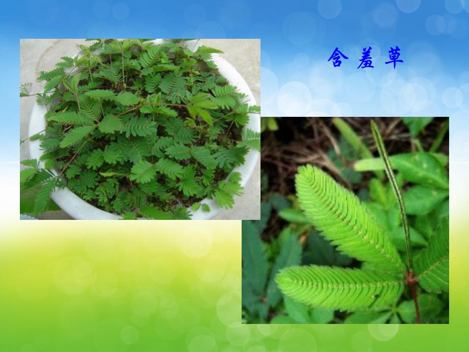 大班科学《另类植物》PPT课件教案PPT课件.ppt_第2页