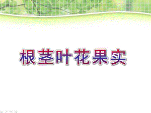 大班科学《根茎叶花果实》PPT课件教案大班科学：根茎叶花果实-(三课时.ppt