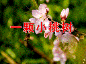 大班语言活动《一颗小桃树》PPT课件教案配音音乐PPT课件.ppt