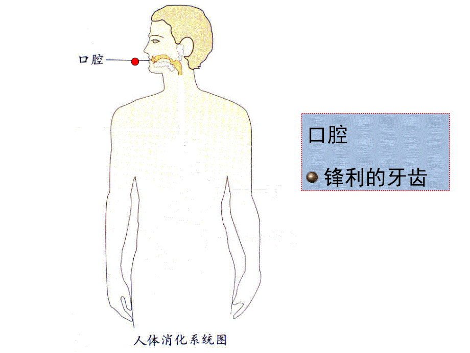 大班健康《保护我的肠胃》PPT课件教案PPT课件.ppt_第3页