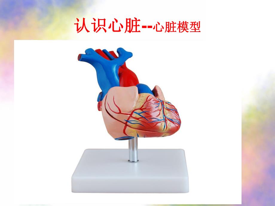 大班科学《跳动的心脏》PPT课件教案跳动的心脏.ppt_第3页