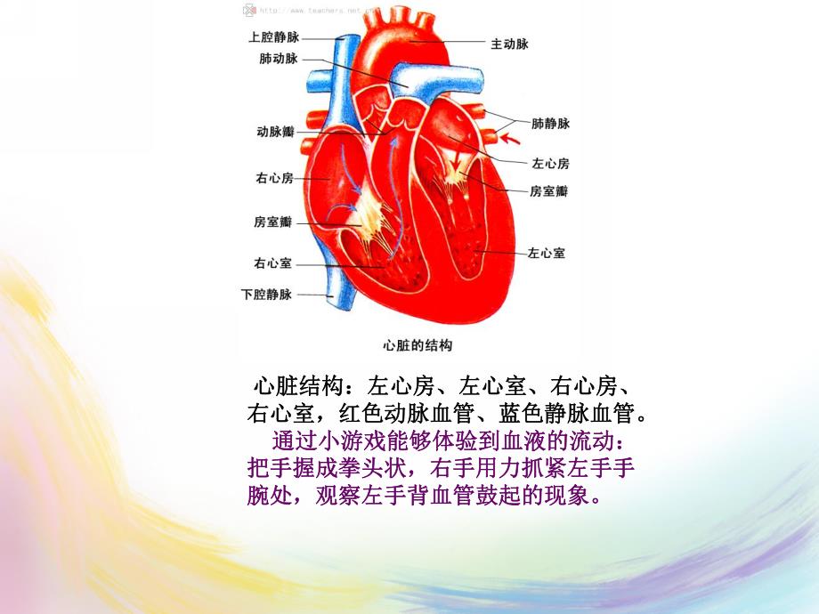 大班健康主题《永不停息的心脏》PPT课件教案幼儿园主题课:永不停息的心脏.ppt_第3页
