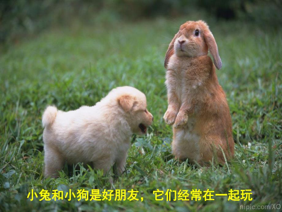 小班社会《礼貌小天使小兔和小狗》PPT课件小班社会:礼貌小天使《小兔和小狗》.ppt_第2页