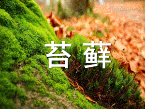 大班科学活动《苔藓》PPT课件大班科学活动——苔藓.ppt